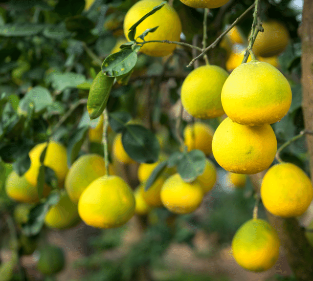 Pomelo Tree Fertilizer Haifa Group